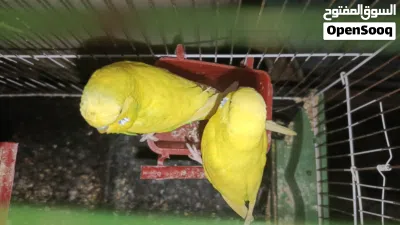 طيور زينة للبيع اسبانك وطرف هقروم وباندا للبيع اعطي سومك 2