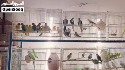 BIRDS FOR SALE 2