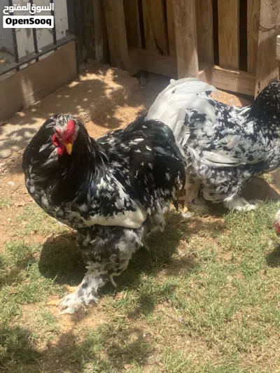 بسم الله ماشاءالله كوبيه براهما عملاق فولي ربي يبارك فروج و3 دجاجات منتجات 2
