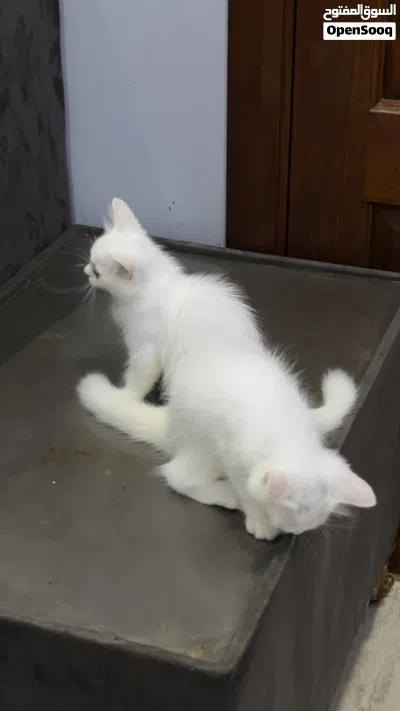 للبيع قطط شرازي 4