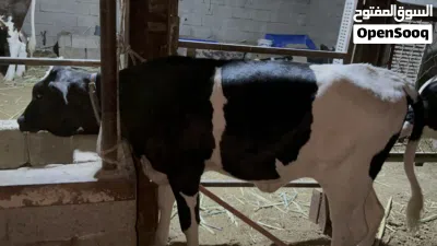 بجر استرالي نوعية حلوة ترهم مال جني ورباط عمرها 5 اشهر توها مفطومة ومبينه بل فيديو شكلها وضرعها 2