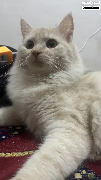 قطه شيرازيه جميله 2