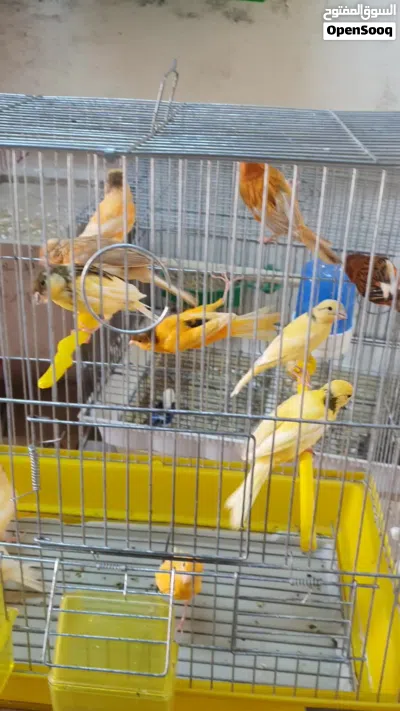 فحول و فراخ كنار 4