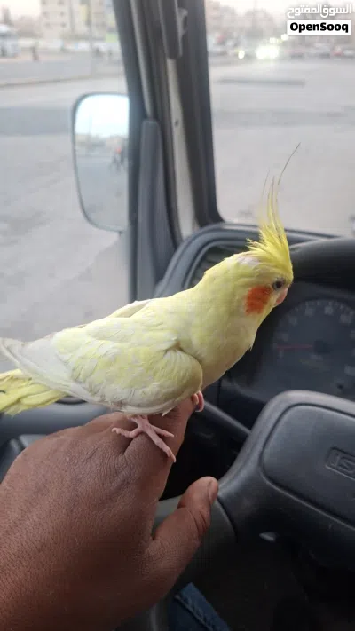 كوكتيل جوز اليف 3