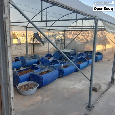 بيت بلاستيك 4