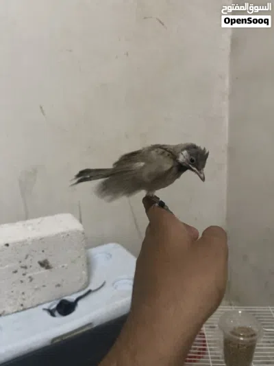 للبيع بلابل نهايه عس شرط الربوه و هدد و بسعر كاسر سعر السوق الكميه محدوده حياكم الله 2