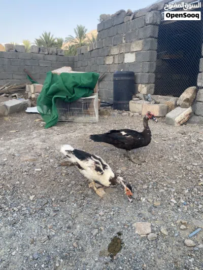 بطتين مصريات 2