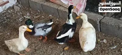 بش زوج خضيري وزوج اوز 4