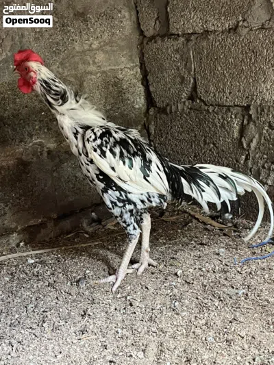 Pakistani Male Hen for sale 2