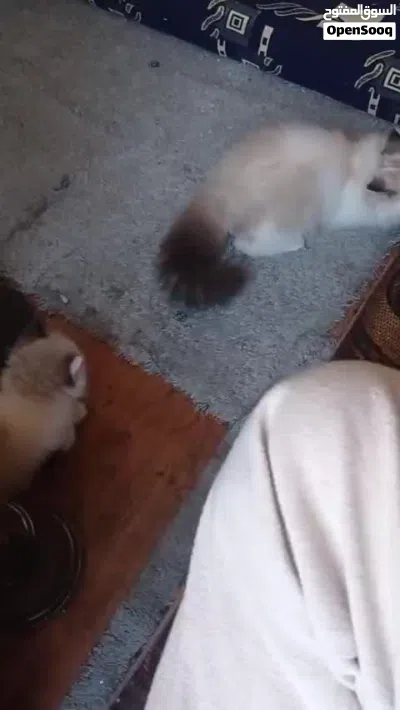 قطة كيوت ودلوعة (راغدول مع هيمالايا) عمرها 3 شهور فقط 4