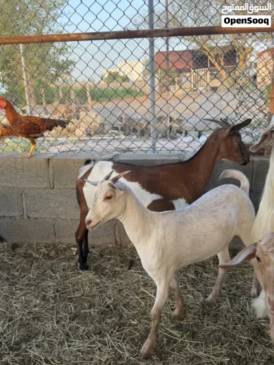 للبيع مجموعة اغنام 3