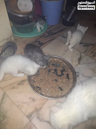 قطط شيرازي بيور 2