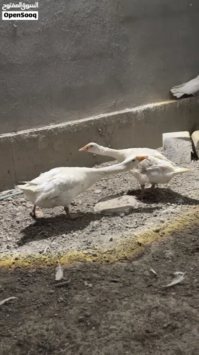بطوط عدد 5 و2ديوجه كلهن بياضات وصحتهن جيده 4