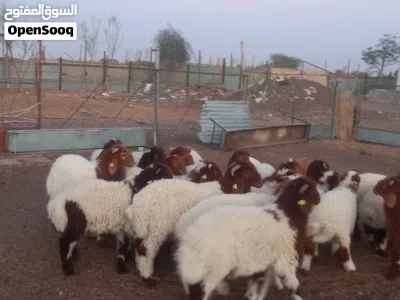 اليبع زباح مهلي زباح خصوصي زباح جيدي 2