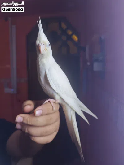 طيور كوكتيل لبيع 2