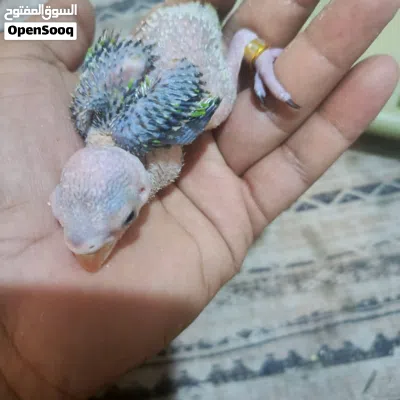 فرخ ببغاء دره هندي 4