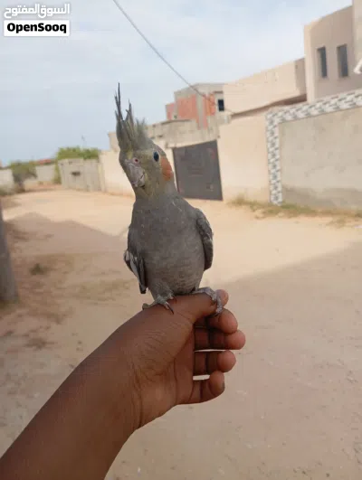 كوكتيل حبشي امروض للبيع 2
