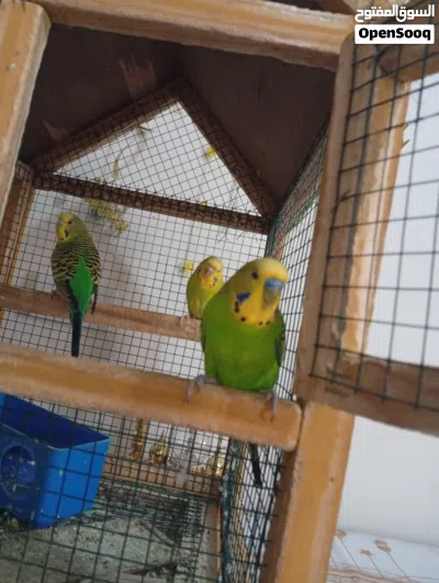 4 عصافير بادجي الليفين جدا مع القفص 2