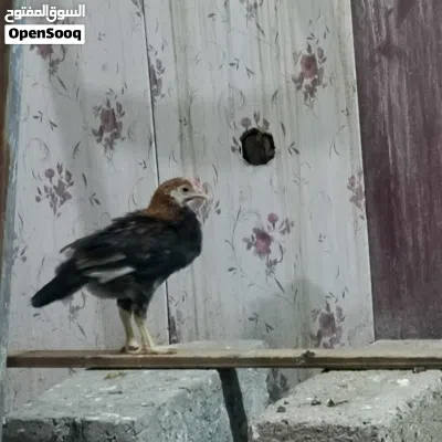 undefined 2