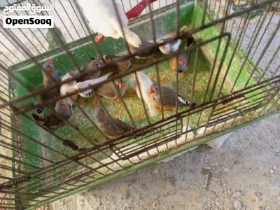 undefined 4