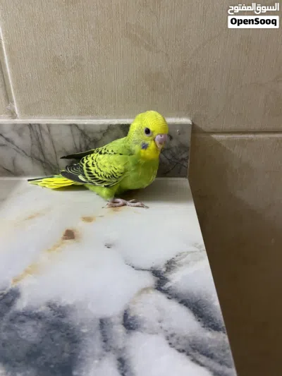 فرخ بادجي العمر شهر 3