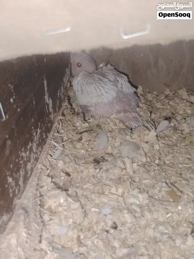 فرخ ببغاء دره البينو 28 يوم بصحه جيده (نادر) 3