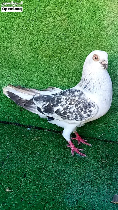 بسم الله ماشاء الله 4