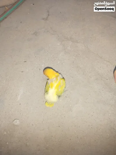 متاح فرخ غندور 2