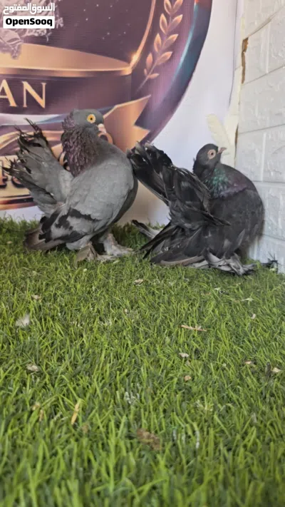 اللبيع
زواج كريجو 3