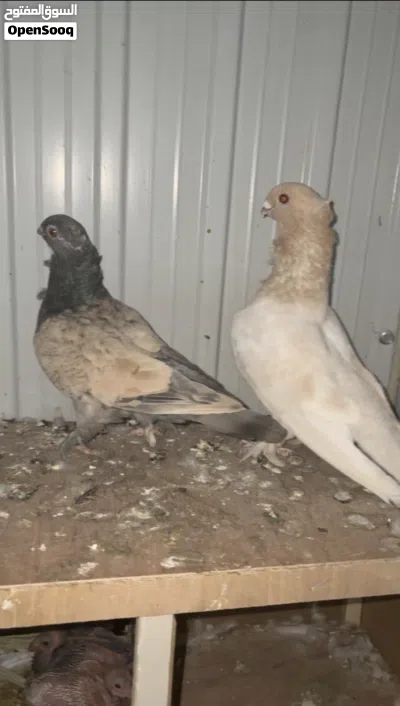 للبيع ازواج حمام زينه 3