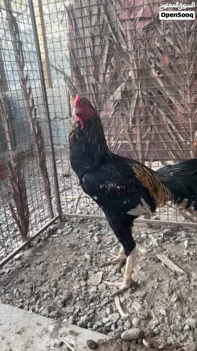 ديك بكستاني للبيع او للبدل. شوف الوصف 2