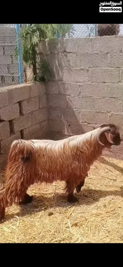 تيسس فحل للبيع 2