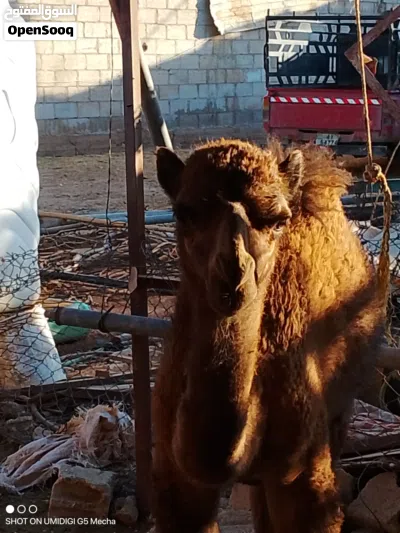 ناقه اول بطن 3