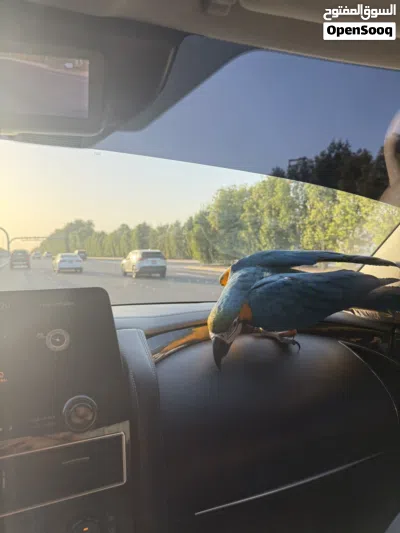 Macaw parot ( blue and gold 5 months old (male) 2