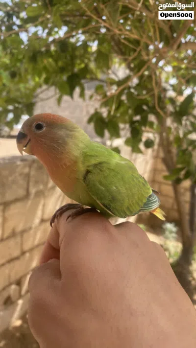 عصفور بركاديلو للبيع 2