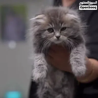 قطك الأليف من The Pet Zone القطط ليست فقط حيوانات أليفة... بل مصدر للراحة والطاقة الإيجابية 3