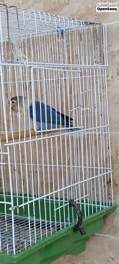 نتايه جاهزة باذن الله 2