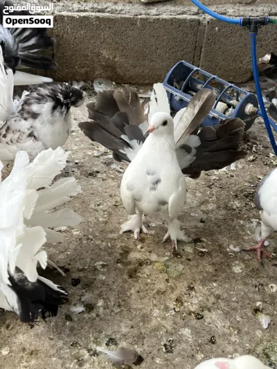 انواع حمام الزينة 2