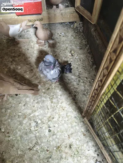 حمام زينه زوج كشكي وفحل أبو الفوطه أصلي مفول 4