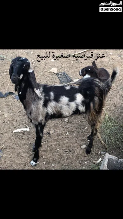 نعاج و معيز 4