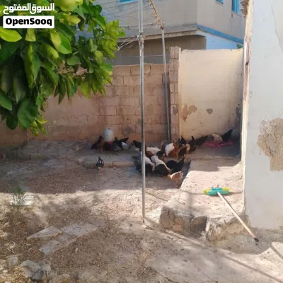 فرخات صيصان بادي 2