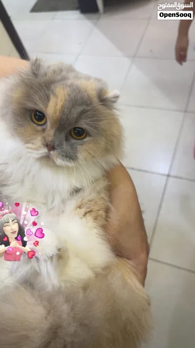 قطة للتبني 2