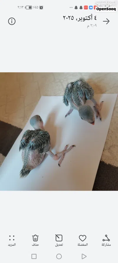 ببغاء دره للغر 2