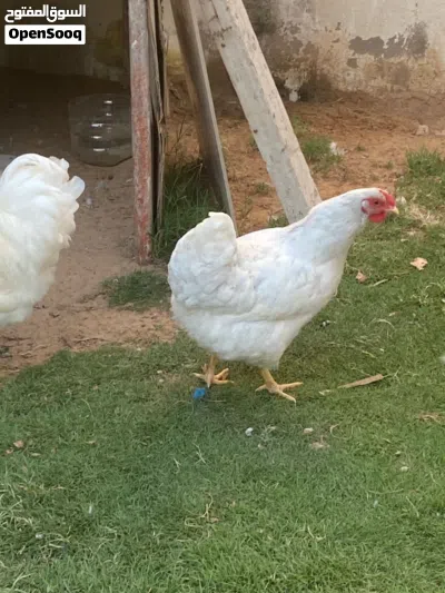 بسم الله ماشاءالله كوبيه ون دوت ثلجي منتجه ربي يبارك من النوادر اللون الابيض لا قوة إلا بالله 2
