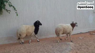 2خرفان وطنيات مشالله ربي يبارك عمرهم ف7شهور سليمات متع تربيه او موس لبيدبح.. 2