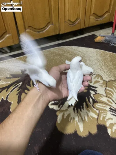 أفراخ روز البيتو عين حمره ما شاء الله.الكريم الله يطرح البركه لصاحب النصيب ثلاث فراخ زق يدوي الحبه20 4