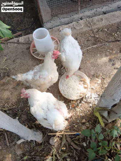 دجاج أحجام مختلفة 3