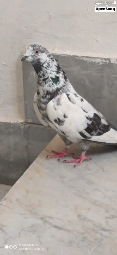 بسم الله ما شاء الله لا قوة إلا بالله كوبيتين حمام باكستاني للبيع .. 4