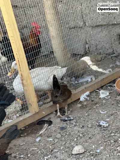دجاج كويتي فروجات 4