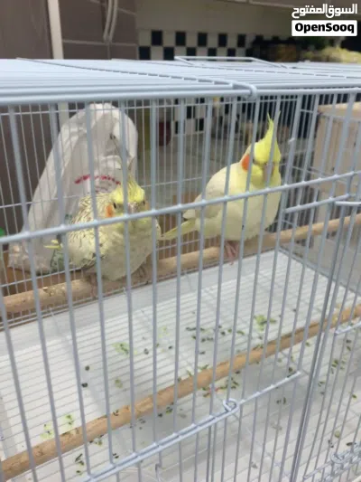 للبيع طيور مغرده 3